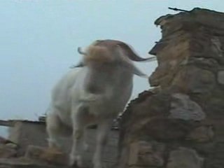 Aqelwac - Ahmed Hamou