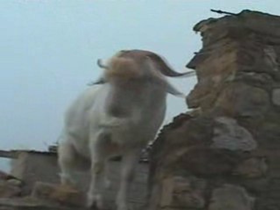 Aqelwac - Ahmed Hamou