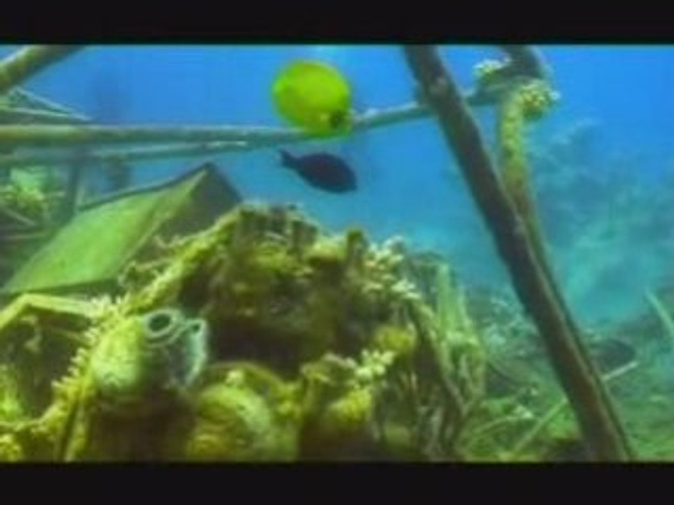 Séjour plongée Ecolodge Marsa Shagra