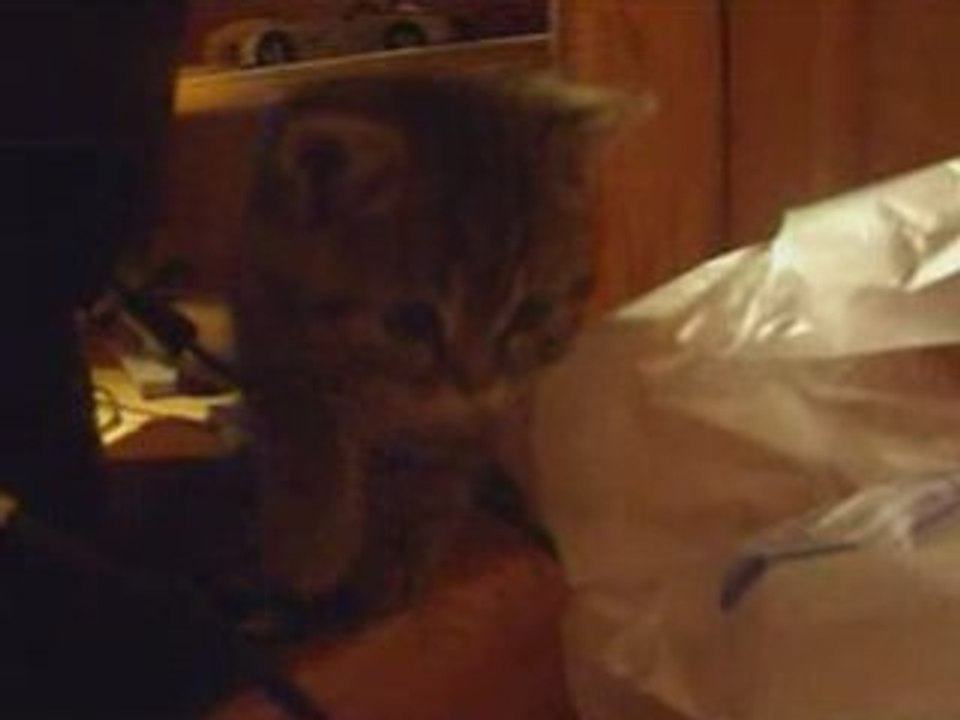 Mon chat