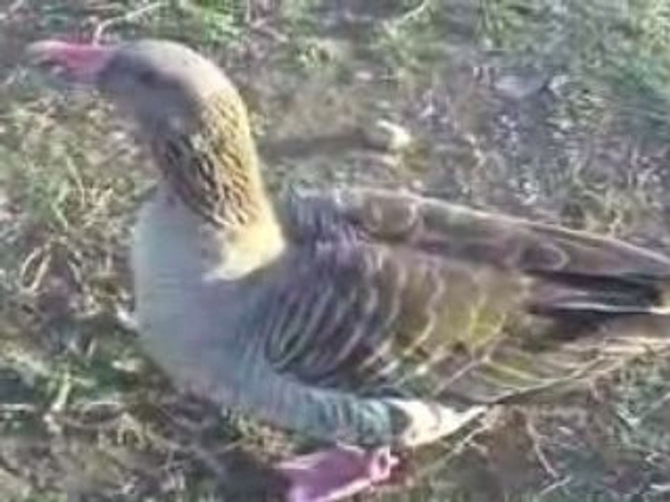 Los patos de Velez Málaga