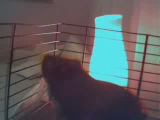 Henry le cochon d'inde 2