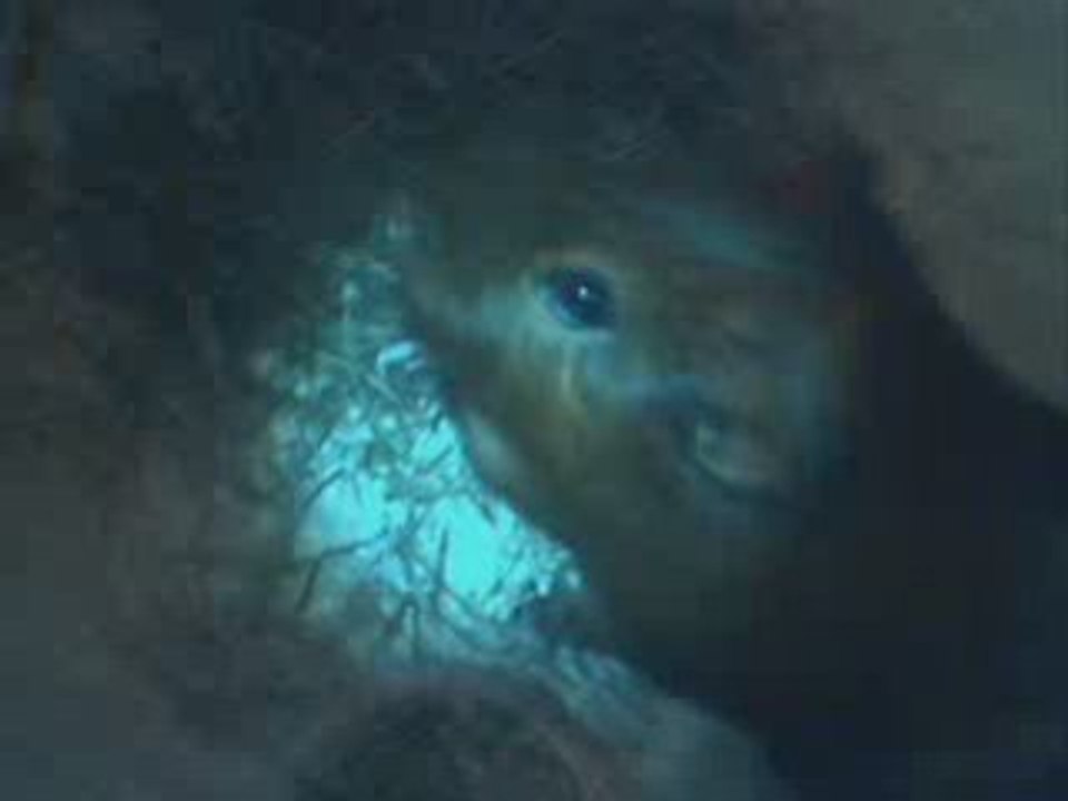 Henry le cochon d'inde 3