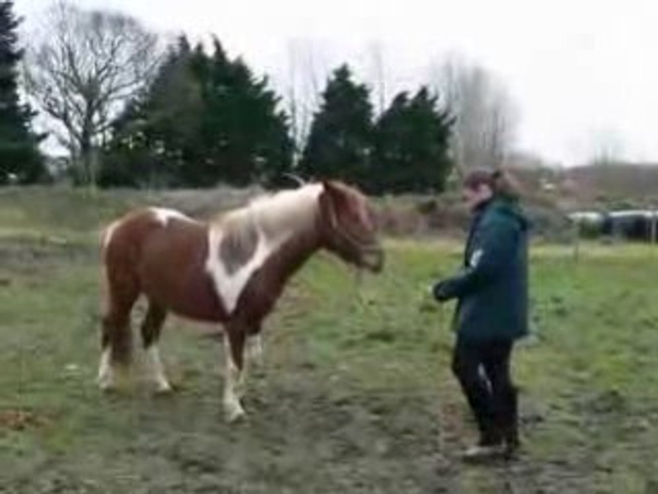 Reve Ideal -  Reculer en longe 20-12-08
