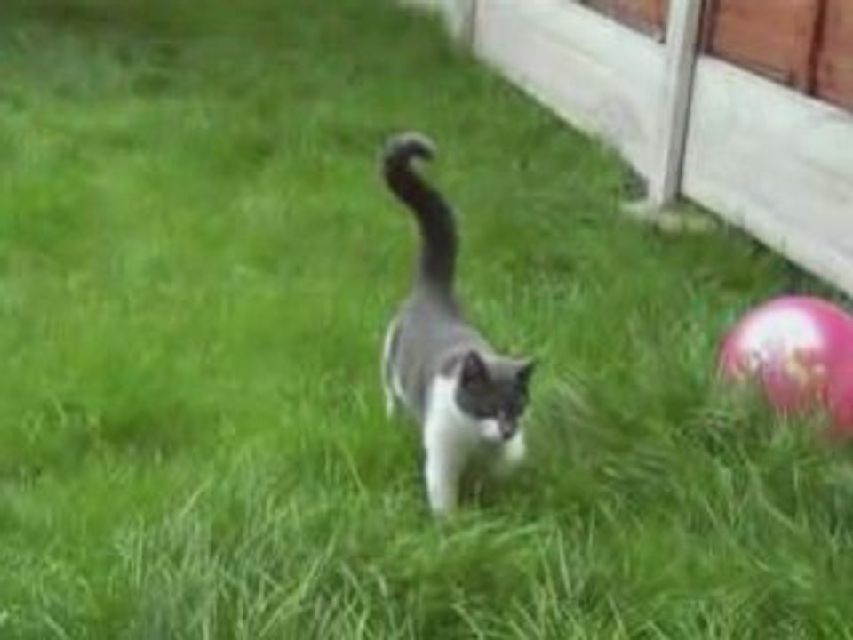 chat méchant