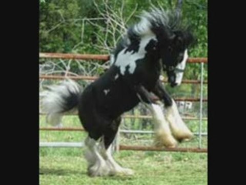Gypsy Vanner Horses