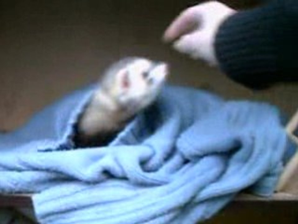 Le reveil du furet