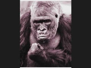 30% THC CORNFIELD CROPPER with The Guerrilla Grower