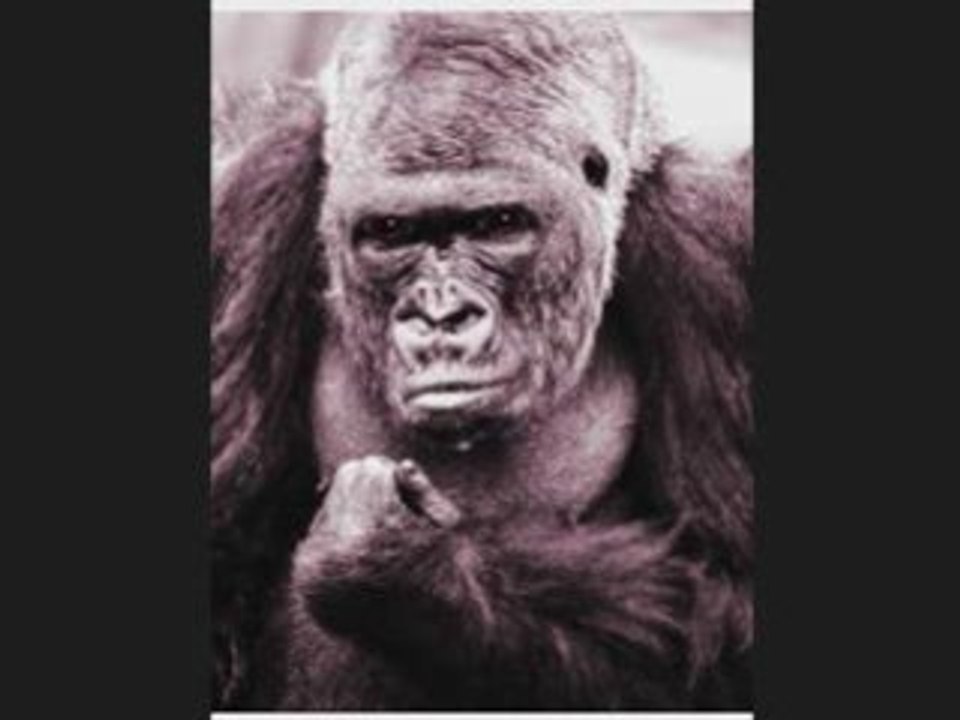 30% THC CORNFIELD CROPPER with The Guerrilla Grower