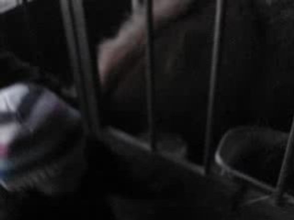 j'adore les poneys!