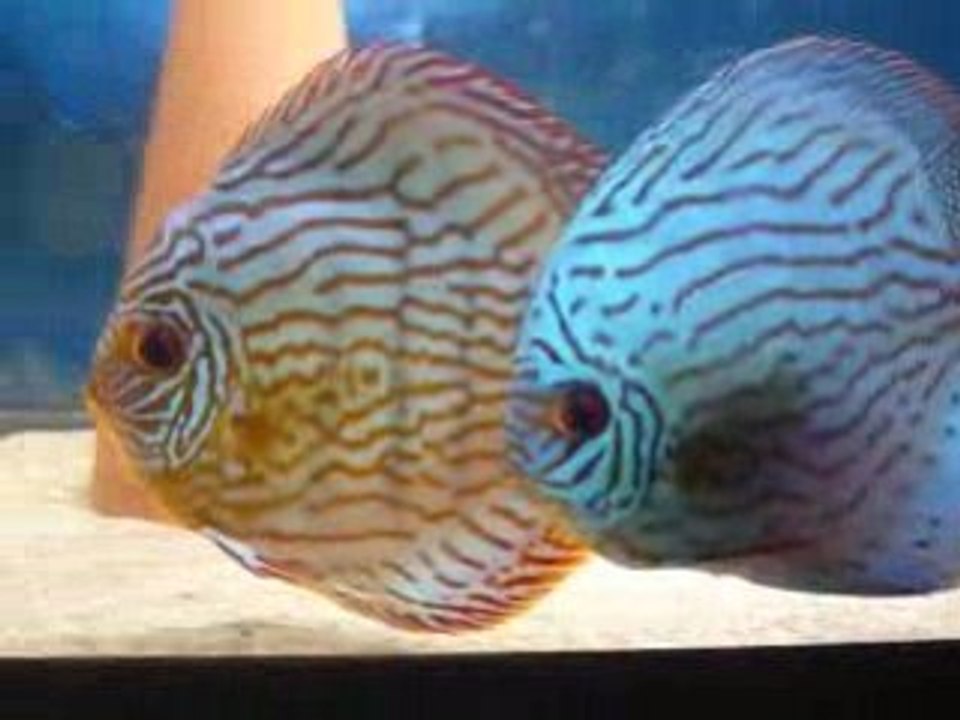 Discus couple