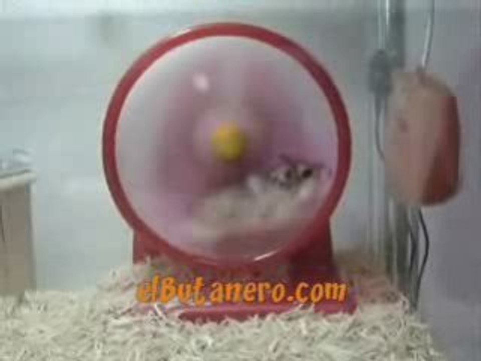 Hamster a fond!!!!!