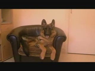 MON TOUTOU A MOI