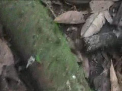 Les fourmis au travail