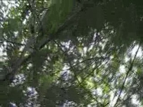 2 singes dans les arbres