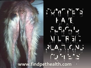 Advantage flea treatment for cats