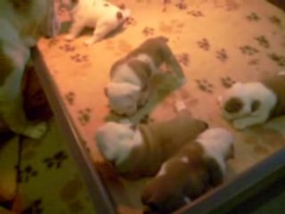 Bébés Byblos 4 semaines