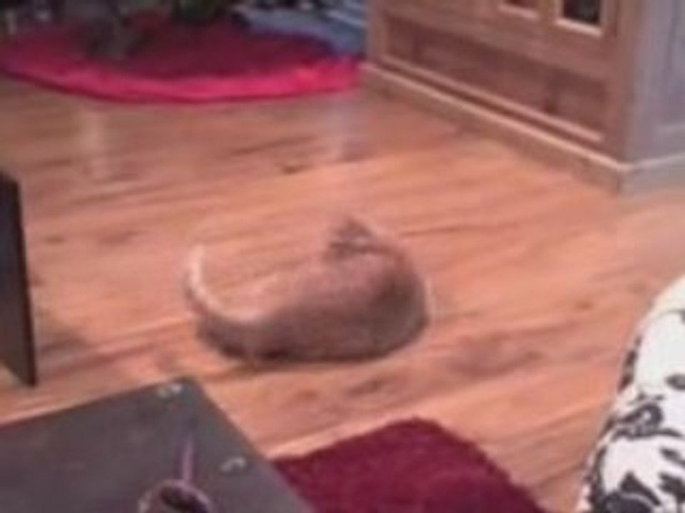 Tango Chasing Tail