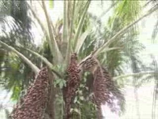 Aguaje & Sechage de feuilles de Coca