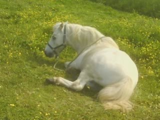 Hommage à Bambi et à Coeur