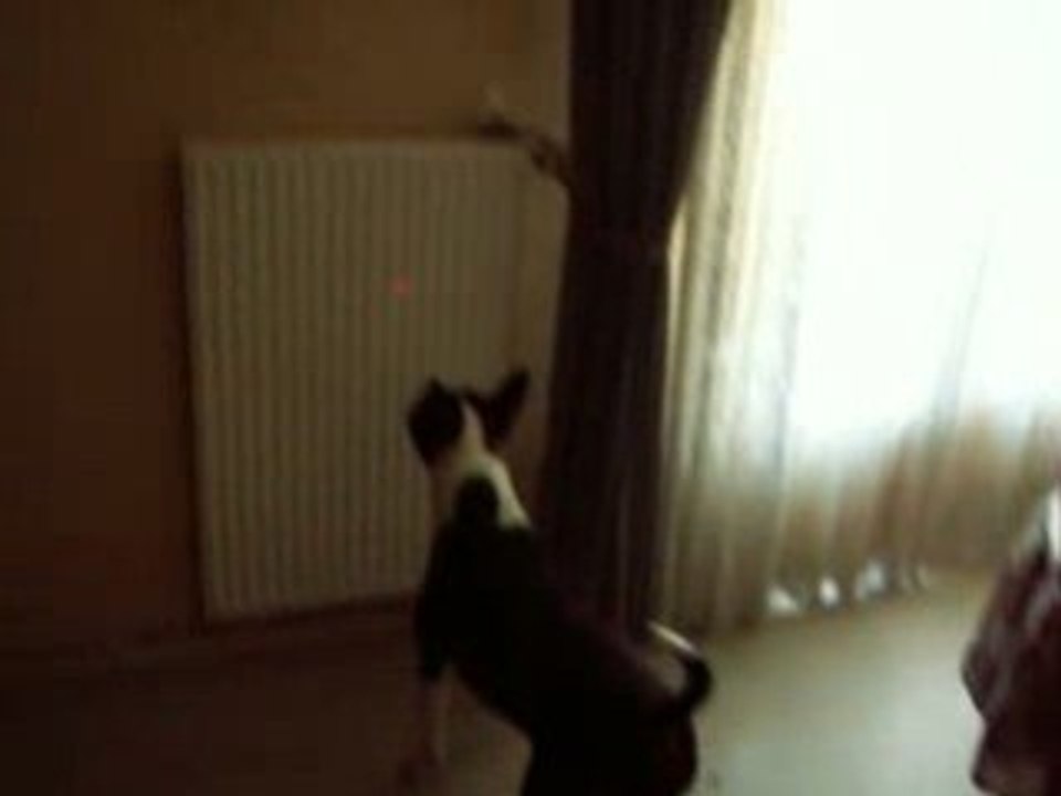 chien de jimi ^^