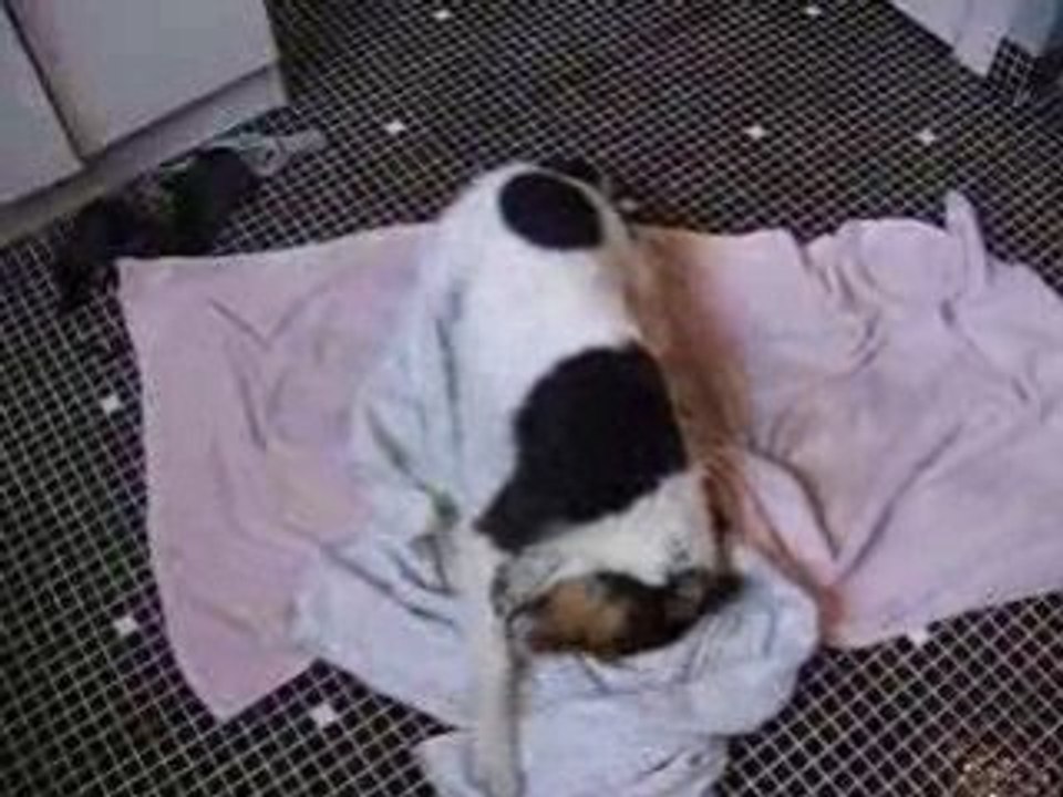 cayenne se sèche...