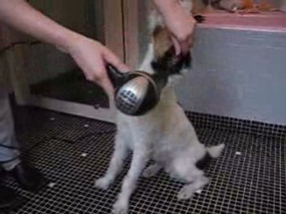 cayenne et le sèche cheveux...