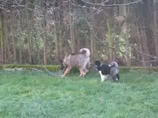 Tahoe et Shina Jeux Suite