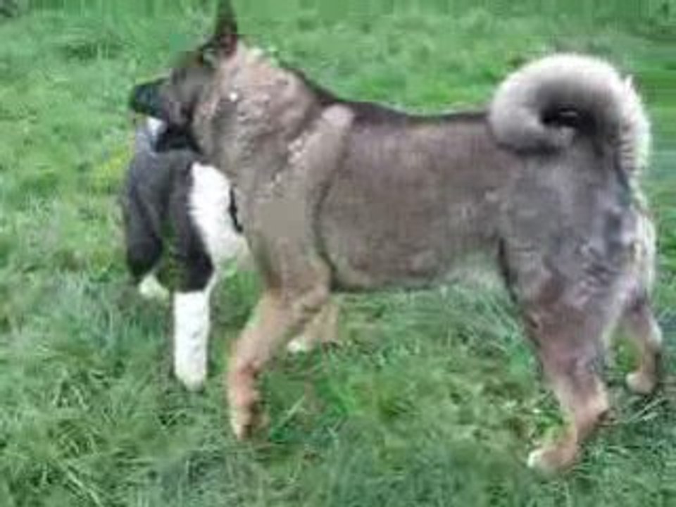 Tahoe et Shina Jeux 6