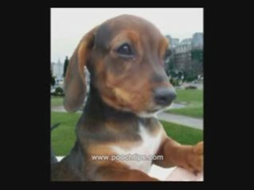 puppy separation anxiety