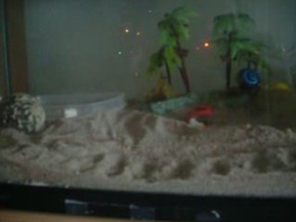 LES PAGOUS MANGE DU CORAYA