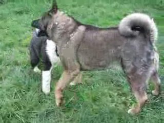 Tahoe et Shina Jeux 7