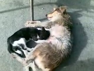 سبحان الله مشة ترضع من كلبة