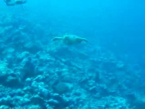 tortue maldives