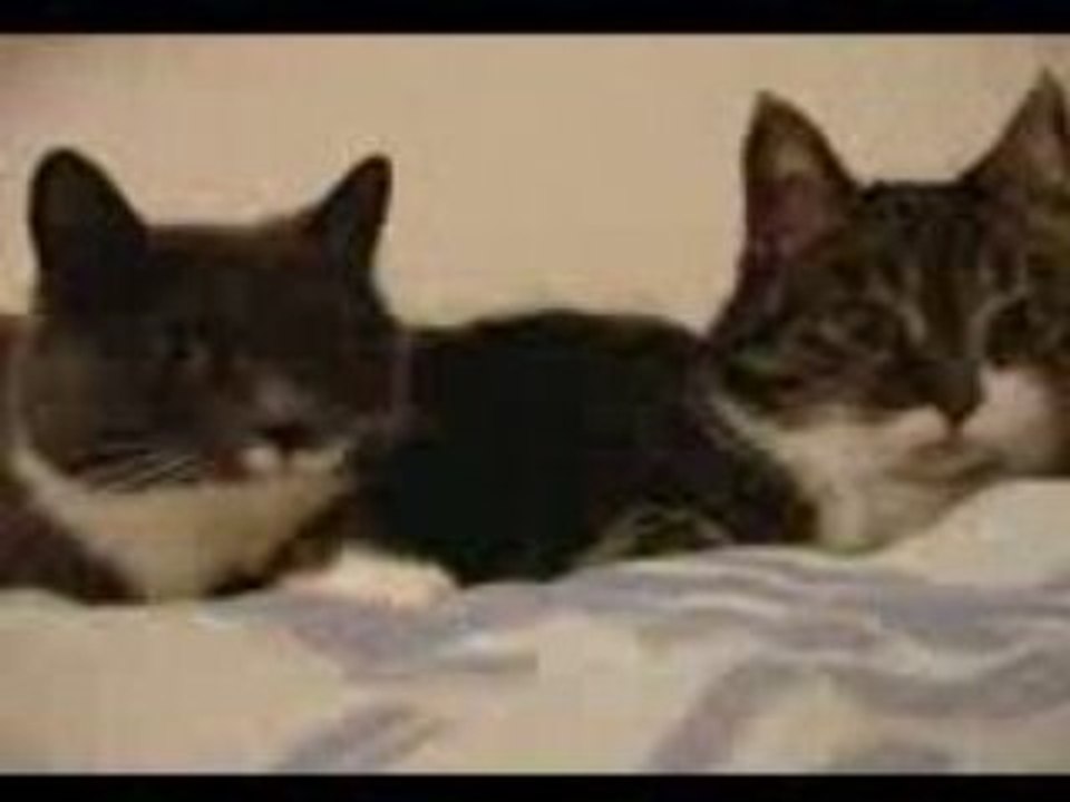 Two cat