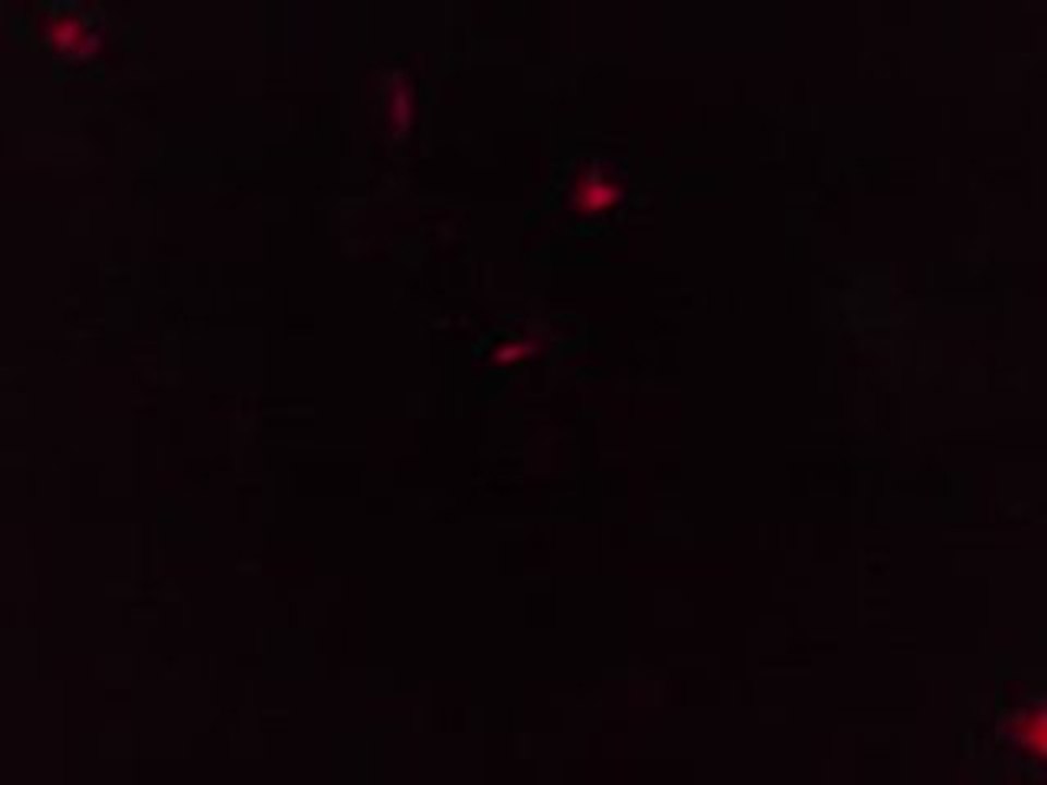 alexi delano @ kiosk 20/12/08 à ...04h44