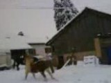 mes poneys dans leur carré d'hiver suite