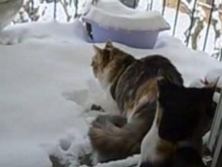 LES 3 GROS ET LA NEIGE MDRRRR