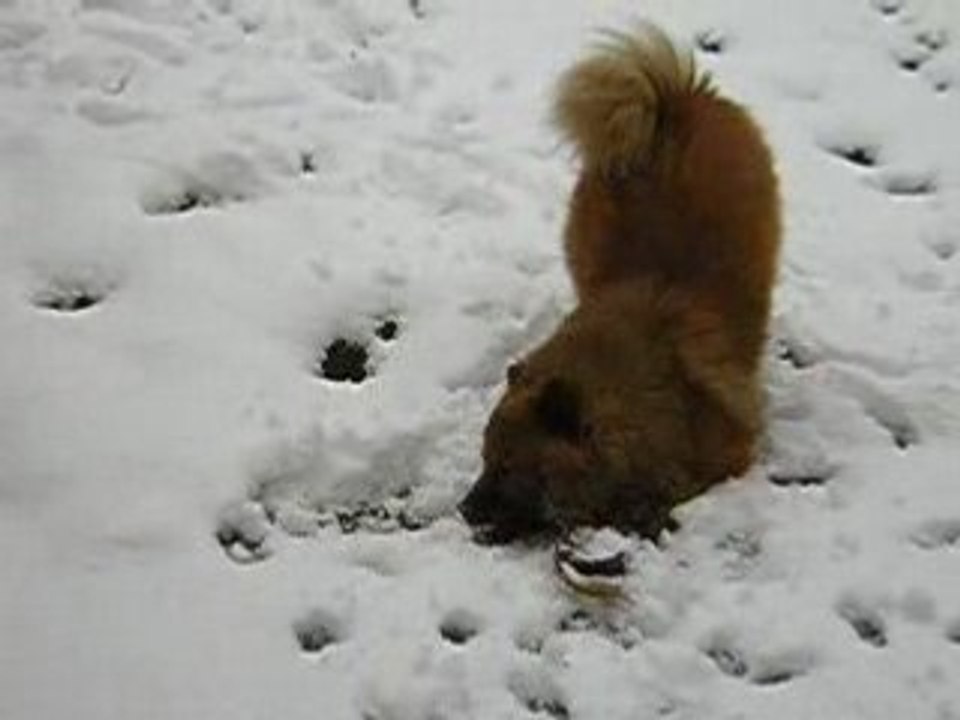 Vérones découvre la neige