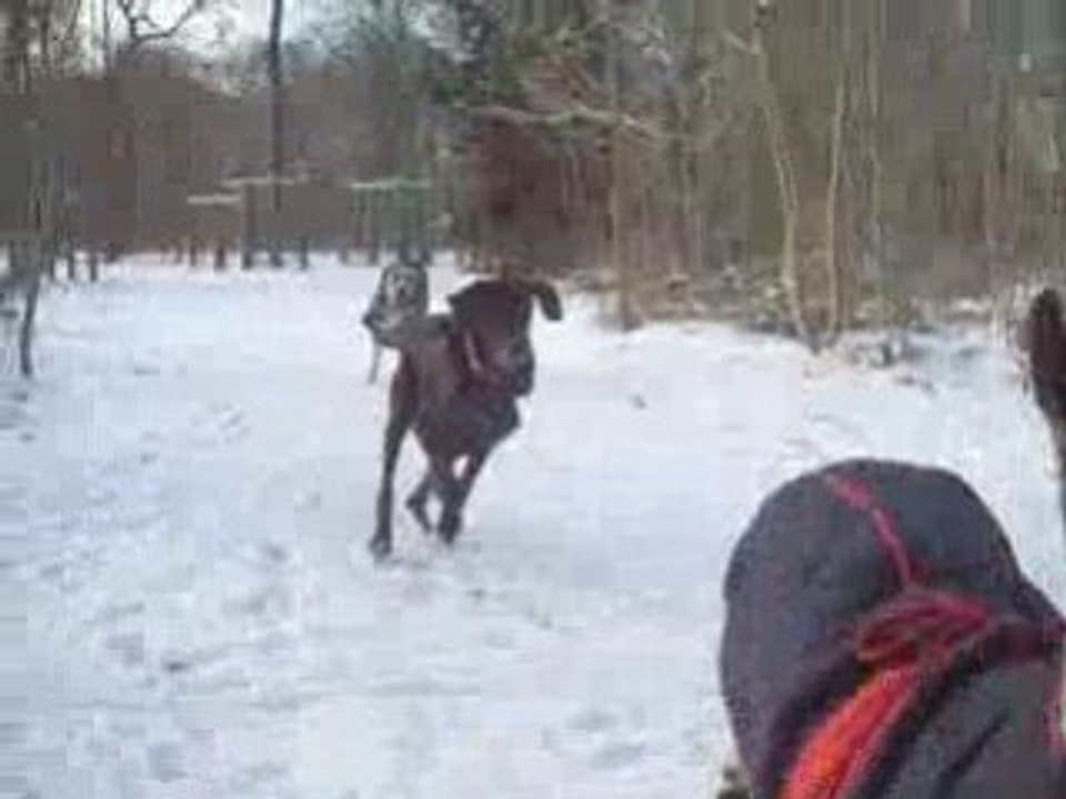 Course des chiens à Boulogne 7 01 09 (2)