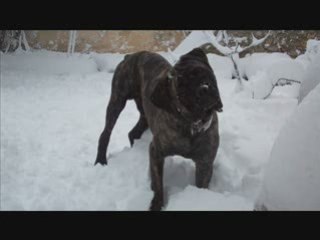 Diégo es sa premier fois ds la neige