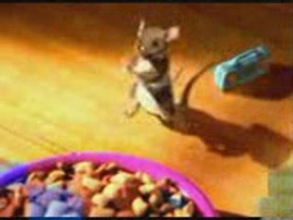 Chat et Souris danse