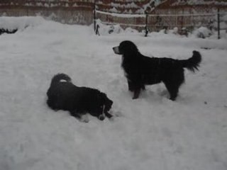 7 janv 09 - neige - Aika et Angie