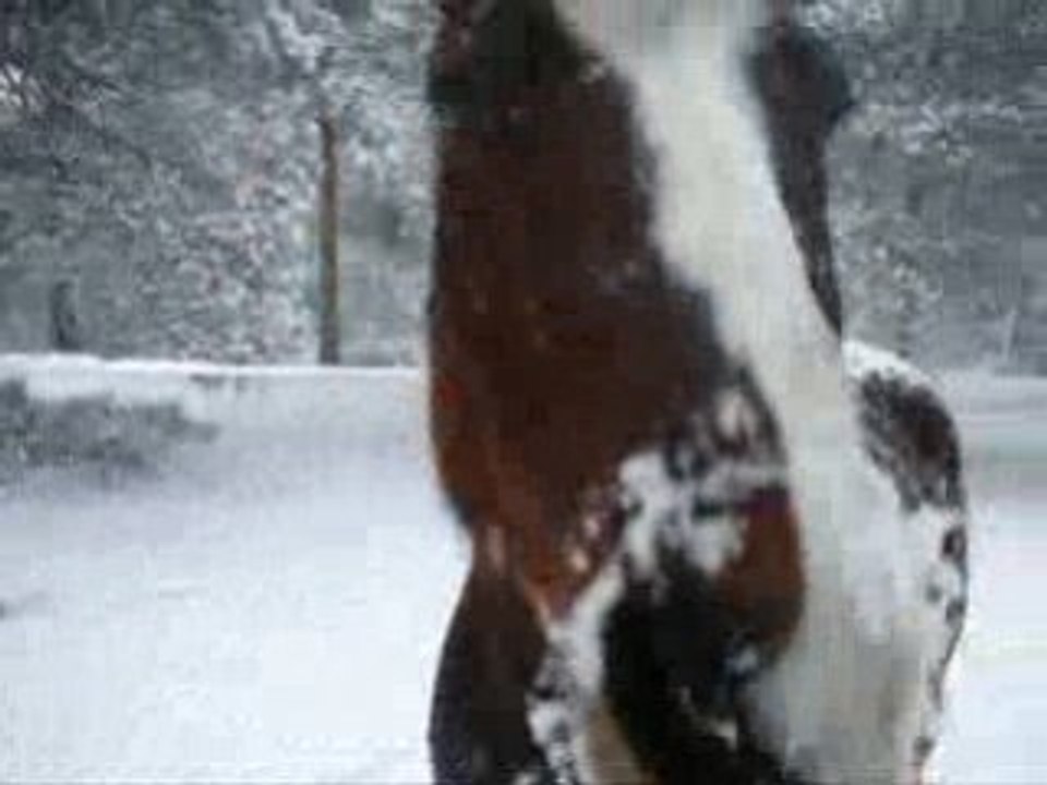 Nico sous la neige
