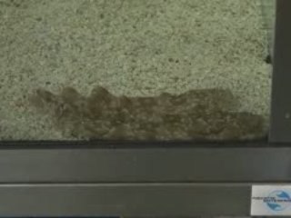 Shark Babies Born at Georgia Aquarium