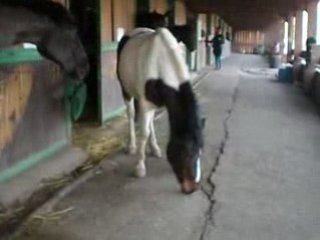 Name des elfes d'argents