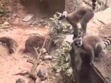 Lemur Life Ep. 7: What's red and black and keeps lemurs ...