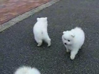 Sortie marché de Noel bébés 023