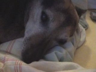 Miss Elli - Langschläfer