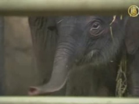 В Берлинском зоопарке родился слонёнок